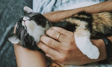 Massages pour les animaux