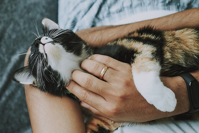 Massages pour les animaux : pourquoi et comment les intégrer dans leur routine