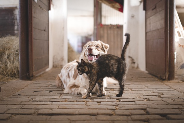 Harmonie entre chats et chiens