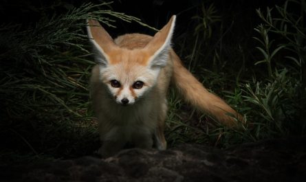 Animaux exotiques