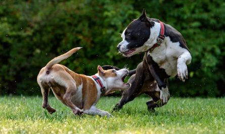 Les morsures de chien