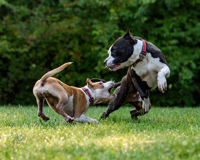 Comment empêcher votre chien de mordre : conseils pratiques et efficaces