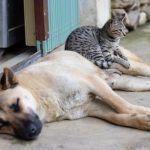 Animaux compatibles avec les chats