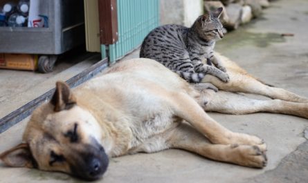 Animaux compatibles avec les chats