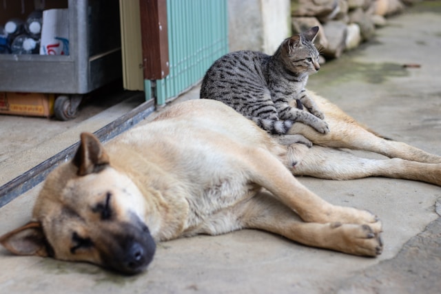 Les animaux compatibles avec les chats dans une maison