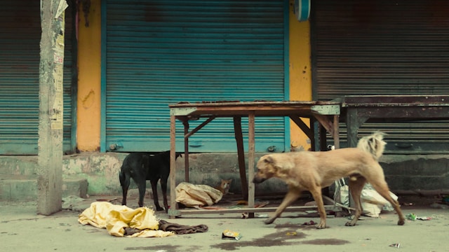 Protection des animaux : les actions concrètes pour soutenir les refuges locaux