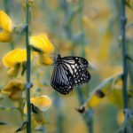 cultures des papillons