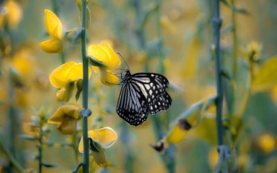 cultures des papillons
