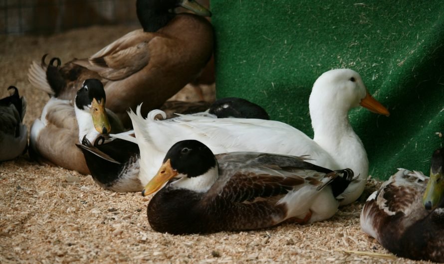 Investir dans une ferme de canards : les clés pour un projet financier réussi